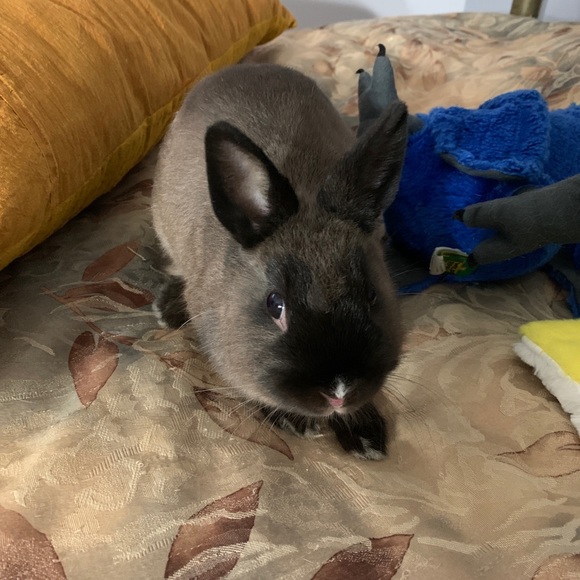 Meet your Posher, Tracy - Picture 1 of 1